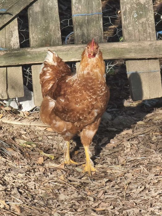 Vand sau schimb cocosi din anul asta