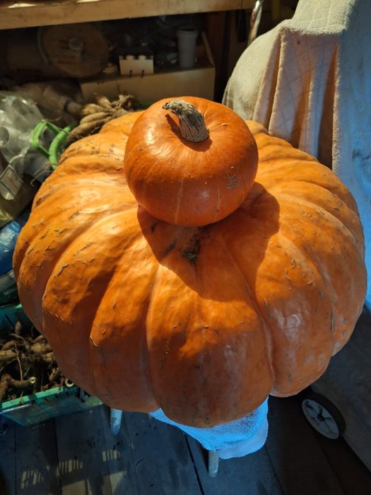 Тыква на поделки, хэллоуин, есть маленькие