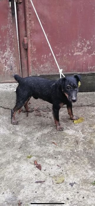 Mascul jagd terrier in varsta de 2 ani pentru vanatoare mistreti
