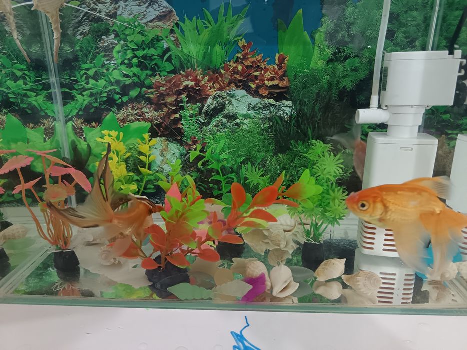 Аквариум сатылады балығымен