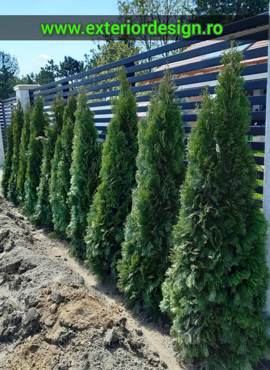 Tuia smarald, thuja smaralgd, columnaris, barband, inaltime de 1m-4m