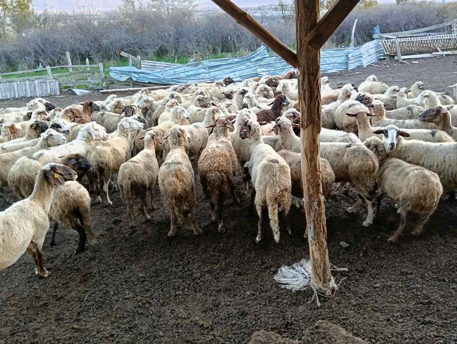 Продавам 110 овце