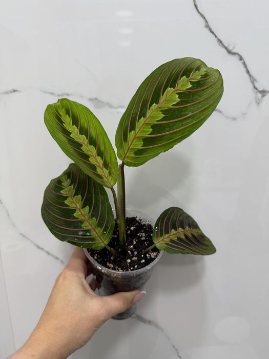 Маранта триколор