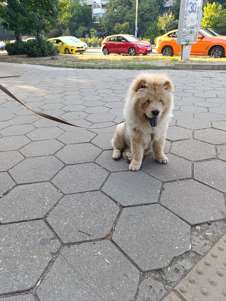 Чау Чау мъжко!!!