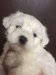 Bichon maltesse alb talie mica femela