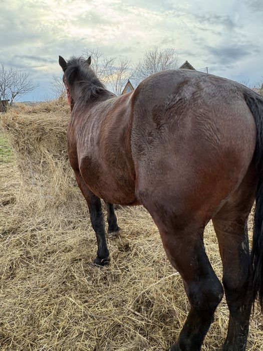 Vand doi manji 1 an 7 luni 2 ani 7 luni