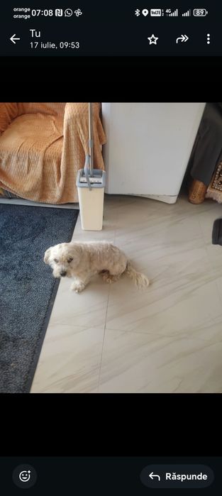 DONEZ BICHON Maltez foarte jucaus