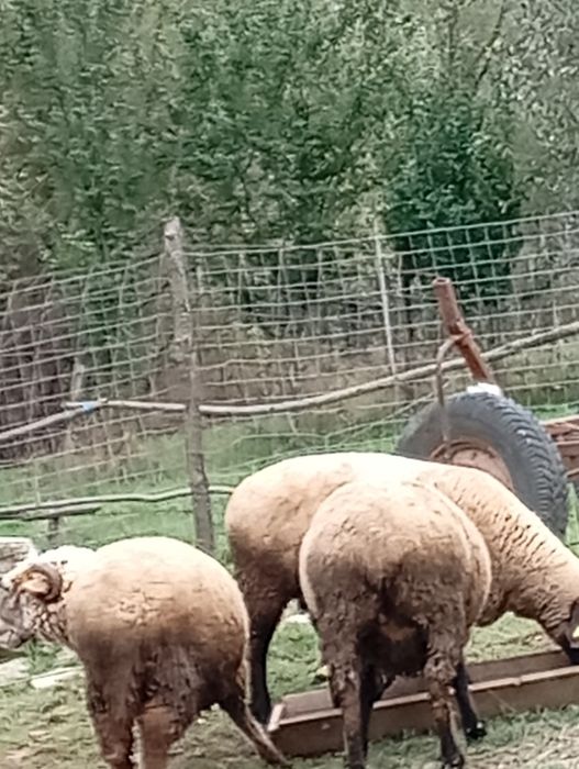 Oii de vânzare mai multe detalii ân pv sau la telefon