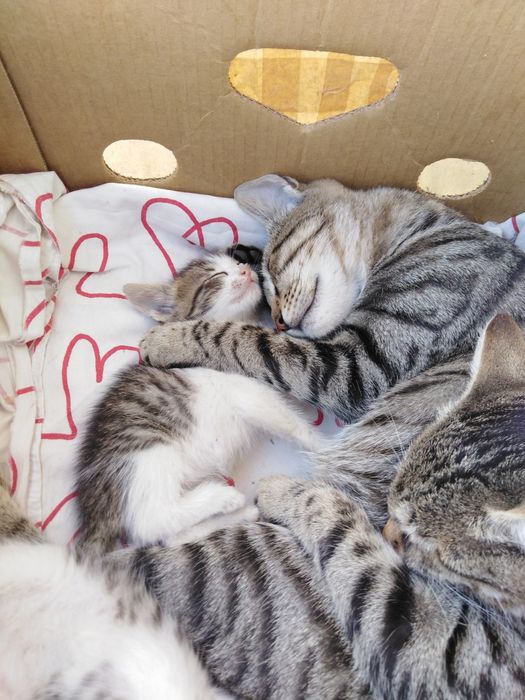 Котенца на 2 месеца
