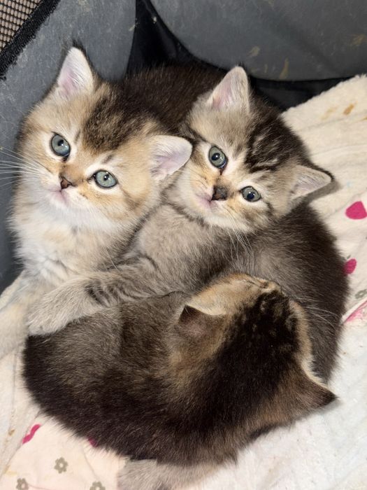 Котята золотые шиншиллы