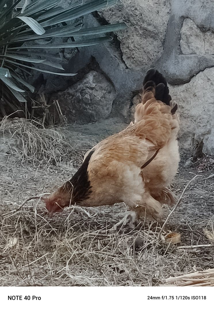 Brama tovuqlar sotiladi