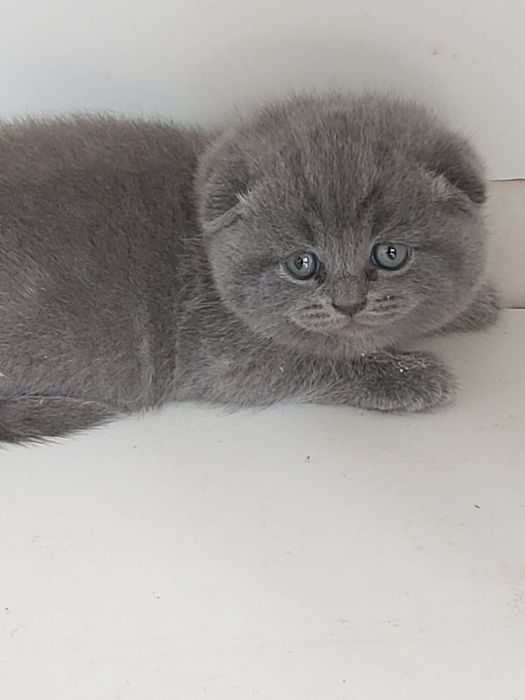 Scottish fold mascul