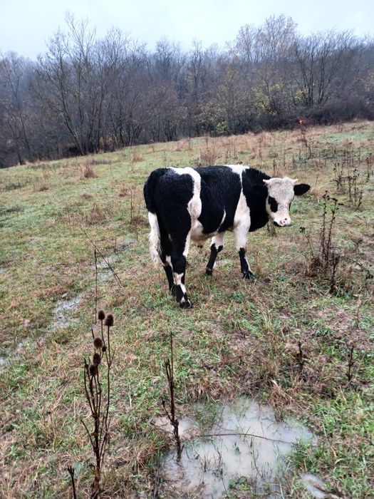 Vitel tauras de vânzare