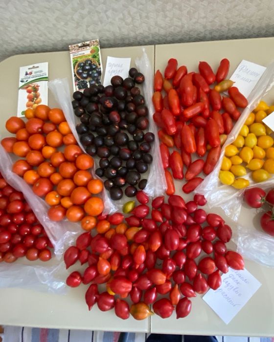 Продам Семена помидор коллекционных