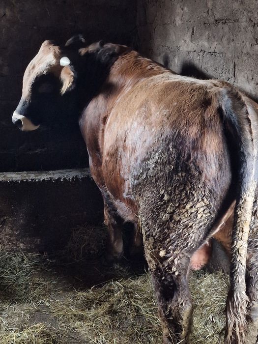 Vand 2 tauri si o vitea