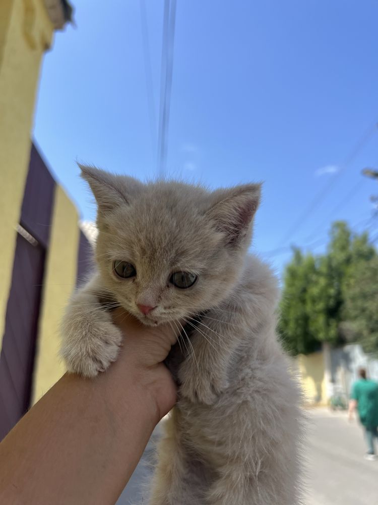 Котёнок примерно 0,5-1 месяцев