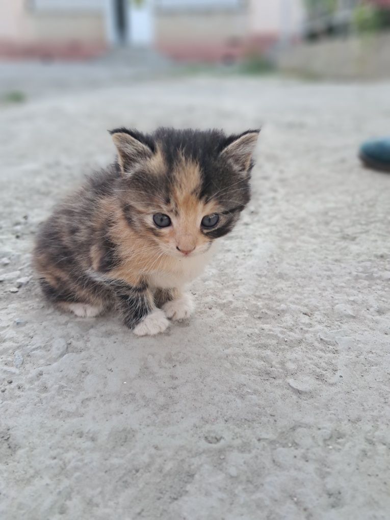 котенок 3 хорошие мыыылие