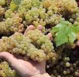 Struguri pentru vin
