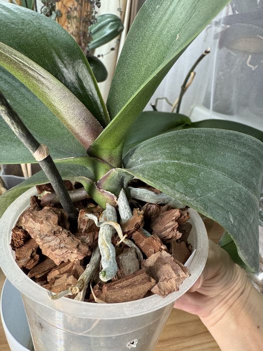 Продам сортовую орхидею