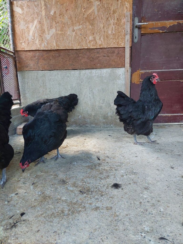 Gaini australorp negru
