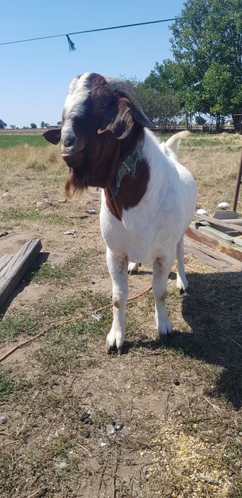 Țap si capră Boer