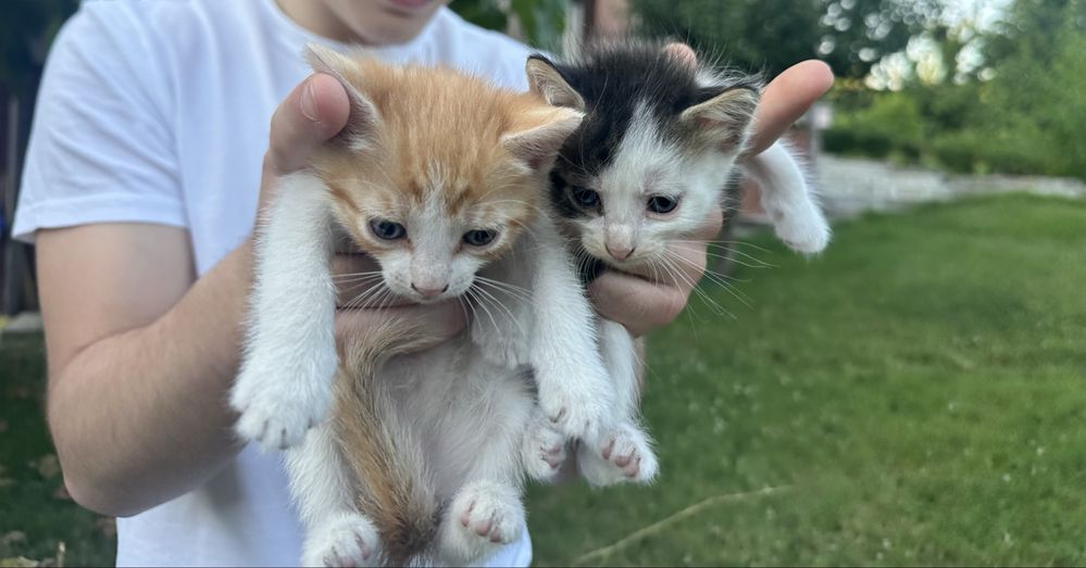pisici pentru adoptie