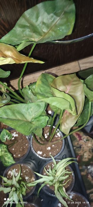 Сингониумы 4 вида