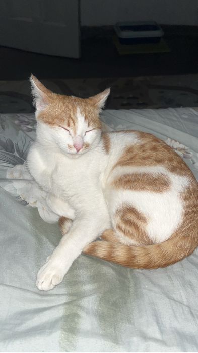Котик в добрые руки
