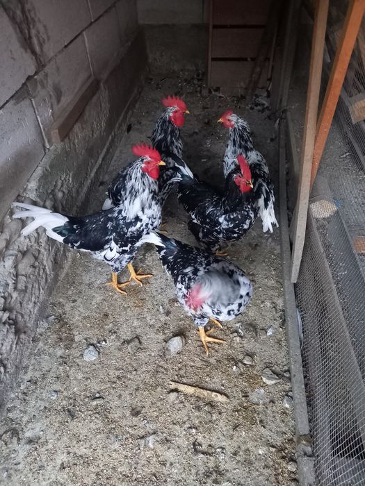 Rațe smarald și cocosi rasa pita pinta