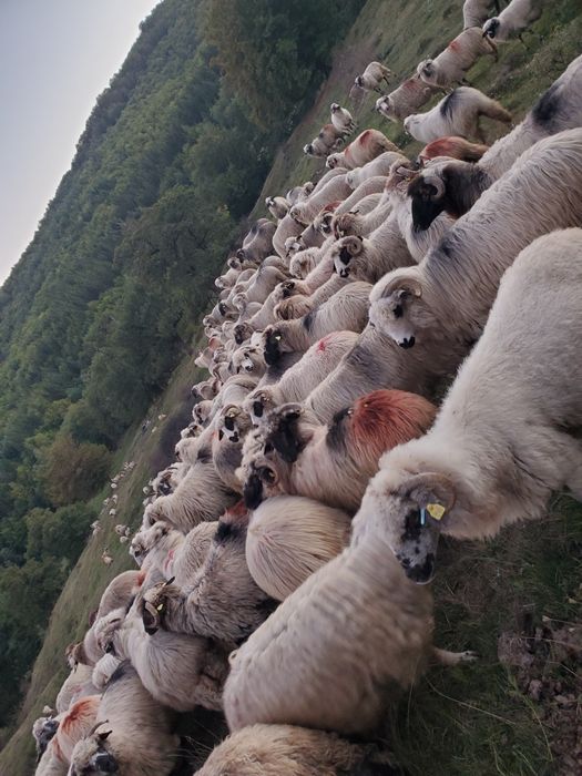 Vând oi pentru ținut