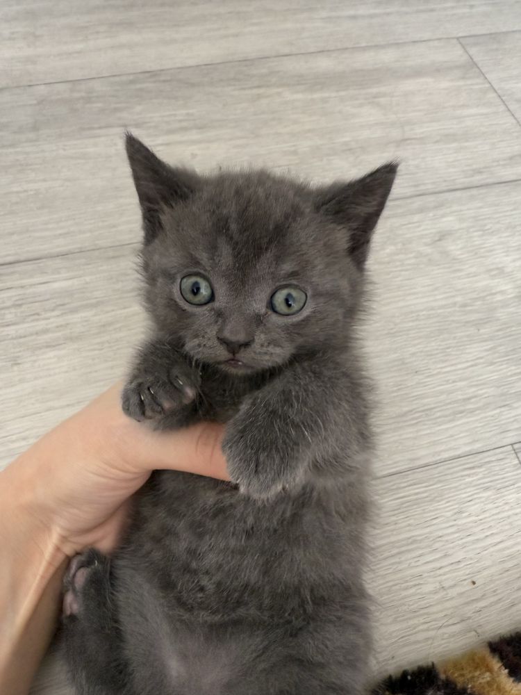 Британские котята