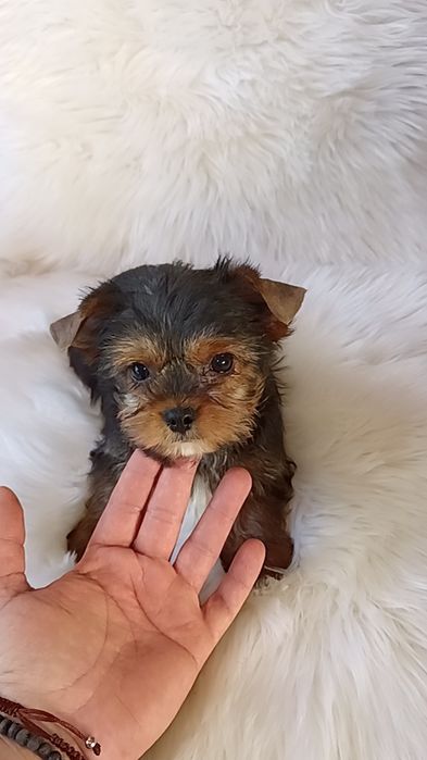 Yorkshire Terrier băiat 11 săptămâni