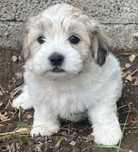 Bichon havanez cauta casuta noua