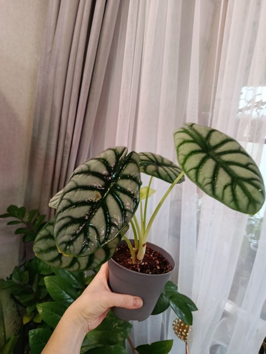 Продам комнатные цветы