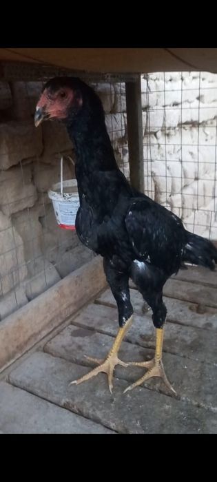 Бойтсовые даканы