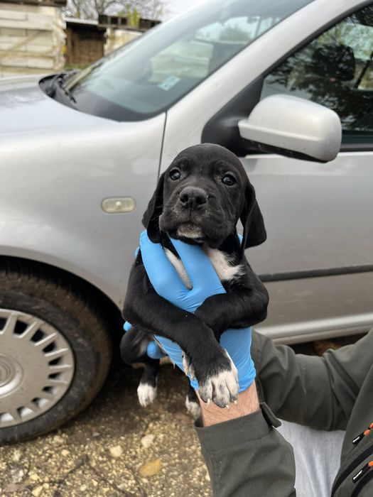 Английски пойнтер