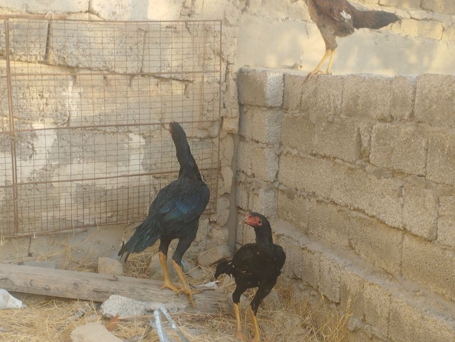 Dakan xoʻrozlar sotiladi