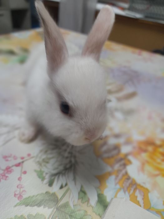 Декоративни зайчета