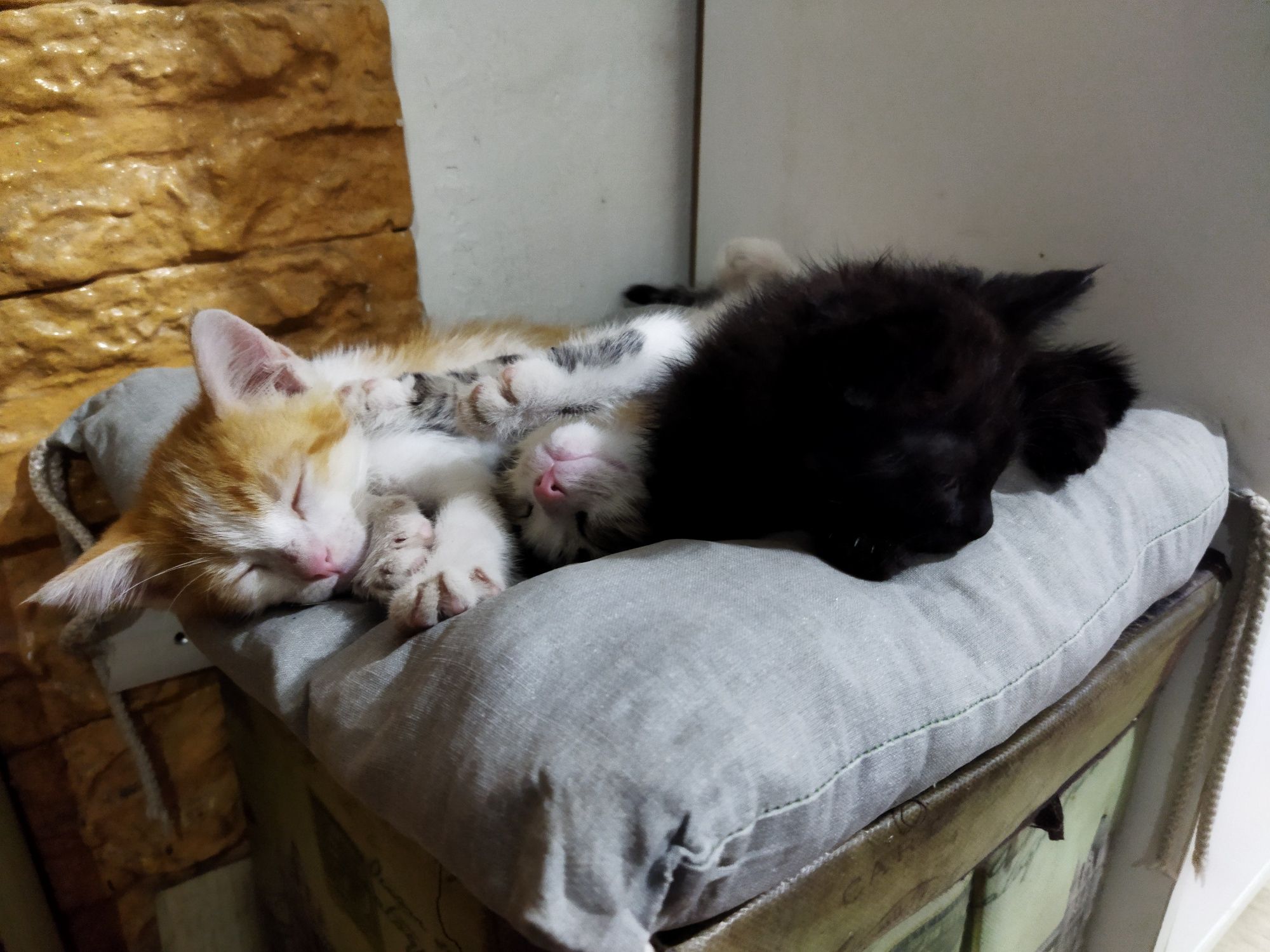 Котята ищут любящие семьи