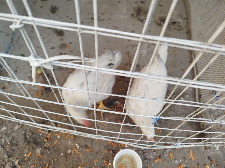 Tovuq sotiladi Продается курица