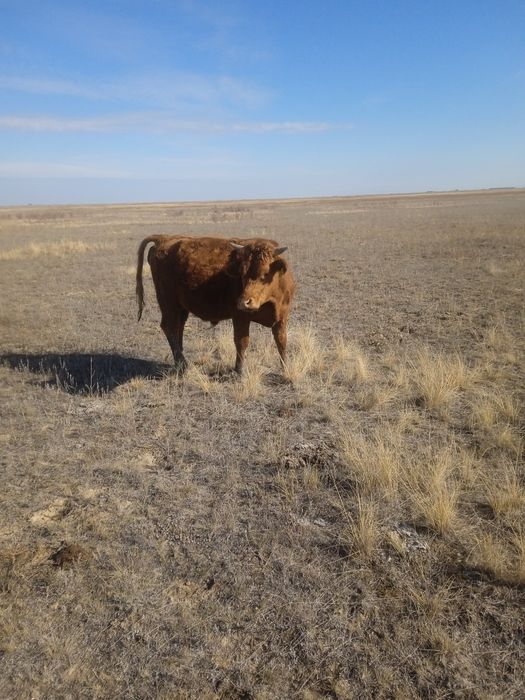 Продается бычок.