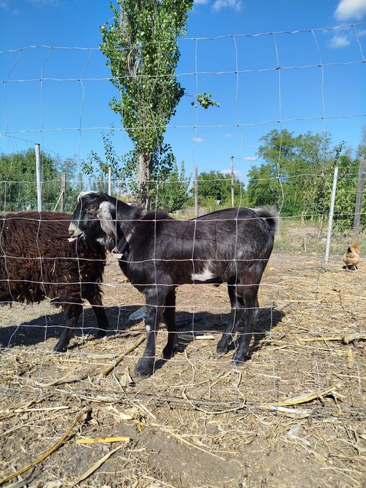 Piese unice la preț redus