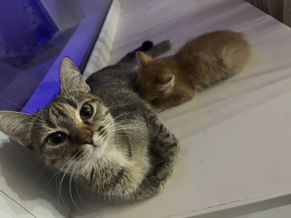 Кормящая кошка с котёнком(девочка). В добрые руки