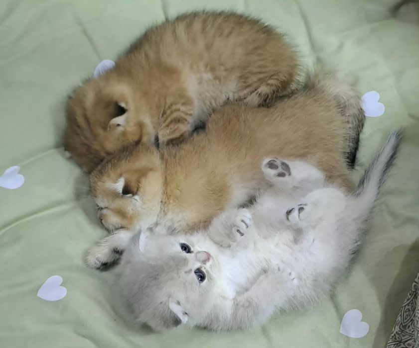 Котёнок от правильной вязки