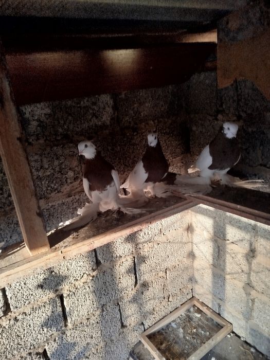 Qopqon kaptarlar sotiladi