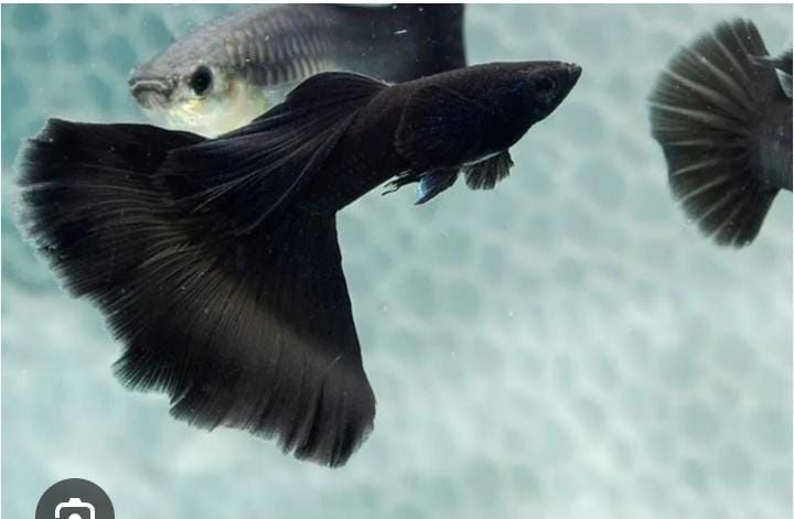 Гуппи Full Black