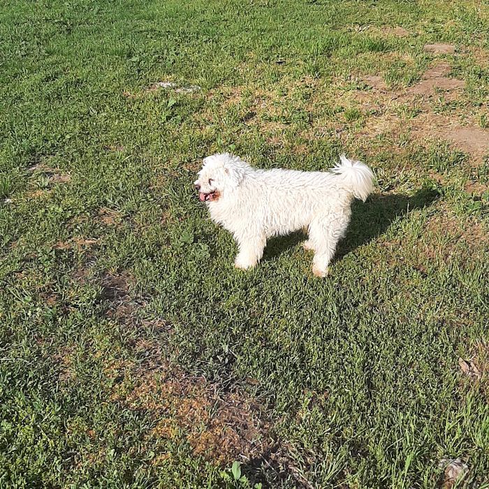 продавам кученца лагото-кокер