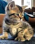 British shorthair gold