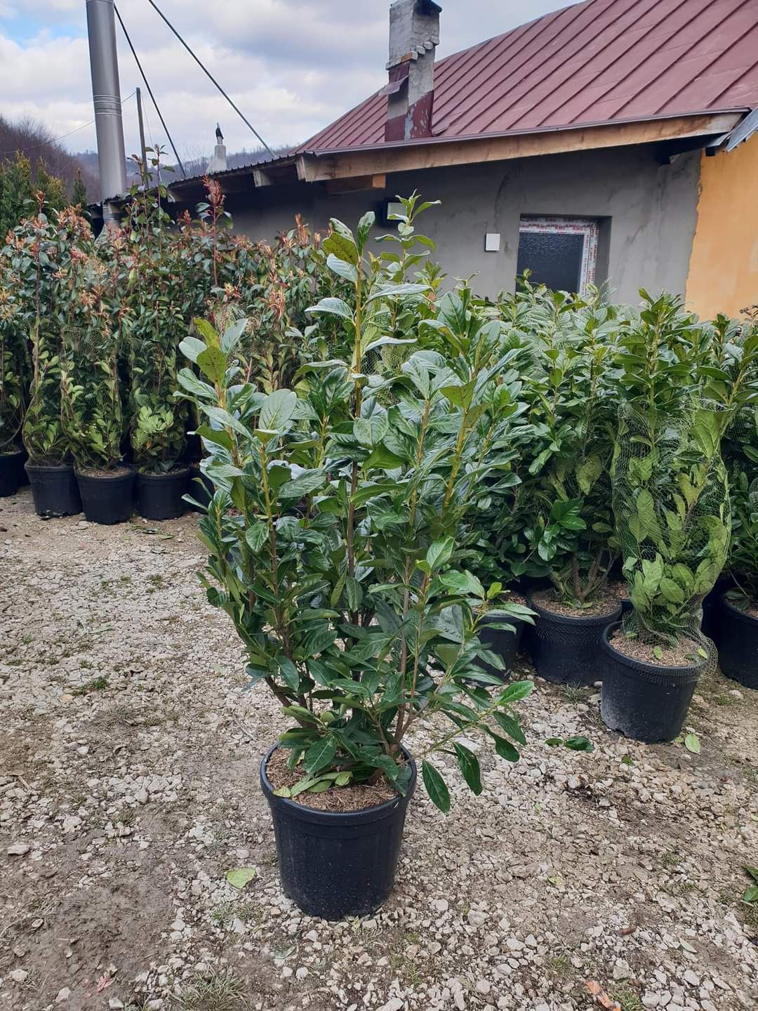 Vând laur englezesc tufă
