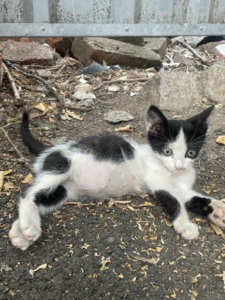 Подарявам малко коте